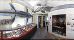Lyme Regis Museum geology gallary