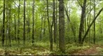Sandplain Forest, Colchester, Vermont