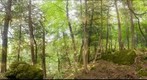 Limestone Bluff Forest, Burlington, Vermont