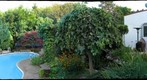 South Windsor Back Yard