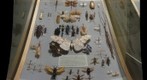 Insect Diversity case in Carnegie Museum of Natural History