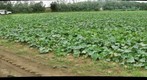 Cucumber Pollination