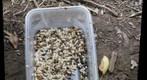 Varroa Mites on Honey Bee Brood