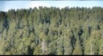 old-growth redwood forest canopy, Prairie Creek Redwoods State Park