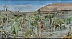The Cactus Garden