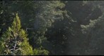 360-degree-view from the upper canopy of an old-growth forest