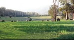 Shetland Ponies - Coffs Harbour
