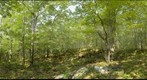 Dry Oak Forest, Salisbury, Vermont