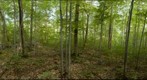 Oak-Maple Forest, Salisbury, Vermont