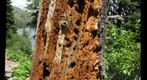 Decaying Stump, Grand Teton National Park