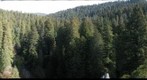 old-growth forest canopy, Redwood National and State Parks_8