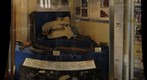 Honiton Museum geology display