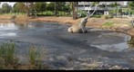 Rancho La Brea Tar Pits - Los Angeles