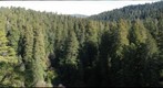 old-growth forest canopy, Redwood National and State Parks_6