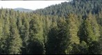 old-growth forest canopy, Redwood National and State Parks_5