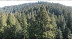 old-growth forest canopy, Redwood National and State Parks_7