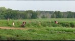 Picking Tomatoes