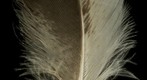 Eagle Feather 6.5 Gigapixel Macro Photograph Constructed from 7,584 Photographs