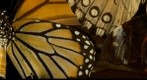 Butterfly Collection, 2.3 Gigapixel Macro Photograph Constructed from 7,500 Photographs