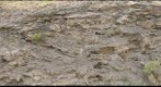 Travertine Roadcut below Mammoth Hot Springs, Yellowstone National Park