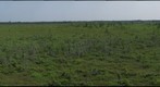Kouchibouguac - The Bog