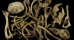 Tiny Bones, 1.4 Gigapixel Macro Photograph