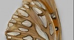 Passion Butterfly (Gulf Fritillary), 1.6 Gigapixel Macro Photograph