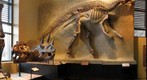 Dinosaurs at the Amherst College Geology Museum