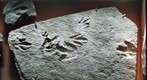Dinosaur Tracks at the Amherst College Geology Museum