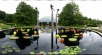 shaws lily pond