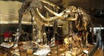 Pleistocene Echoes