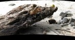 crabs!