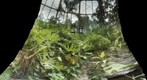 Rain Forrest Butterflies: Butterfly Wing of the Houston Museum of Natural Science  4/4