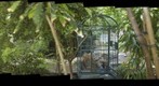 Rain Forrest Butterflies, an Extatosoma tiaratum  and an Iguana: Butterfly Wing the Houston Museum of Natural Science  -  3/4