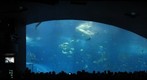 Churaumi Aquarium take1