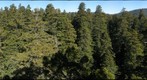 old-growth forest canopy, Redwood National and State Parks_4
