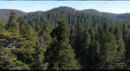 old-growth forest canopy, Redwood National and State Parks_3