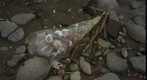  a bouquet on ground
