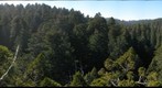 old-growth forest canopy, Redwood National and State Parks_2