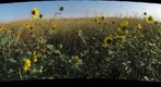 Dancing Sunflowers