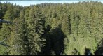 old-growth forest canopy, Redwood National and State Parks_1