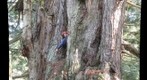 gnarly lower crown of giant tree_1