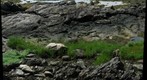 Rocks, Flat Point, ME