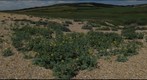 West Bexington, Chesil Bank, Dorset, UK