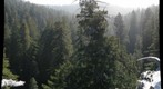 gnarly upper crown of giant tree