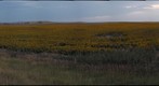 PC-09-PR-D2-GIGAPAN-sunflower1