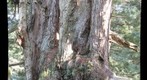 gnarly lower crown of giant tree_2