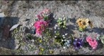 PC-09-PR-D2-GIGAPAN-woundedkneegrave1