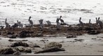 090821 Pelicans and friends on west Haskell beach Goleta