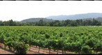 Chateau St. Jean Vineyard, Sonoma County, California